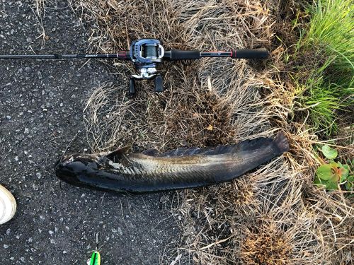 ニホンナマズの釣果