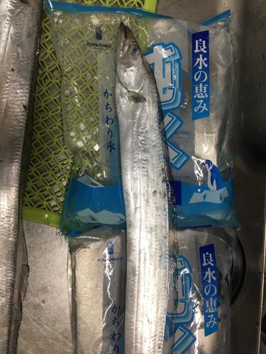 タチウオの釣果