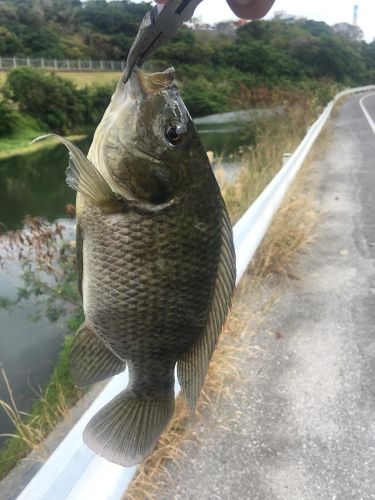 ナイルティラピアの釣果