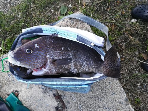 コロダイの釣果