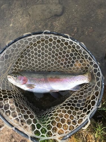 レインボートラウトの釣果