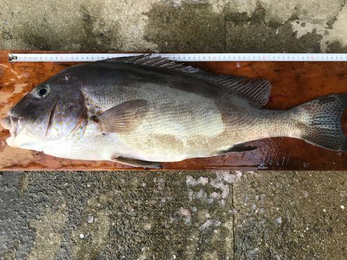 コロダイの釣果