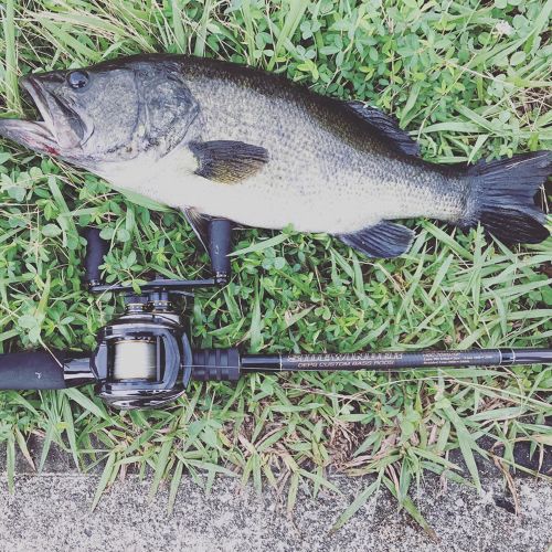 ブラックバスの釣果