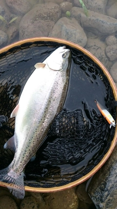 ニジマスの釣果