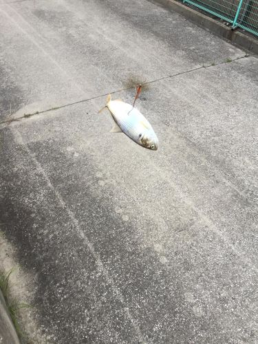 コノシロの釣果