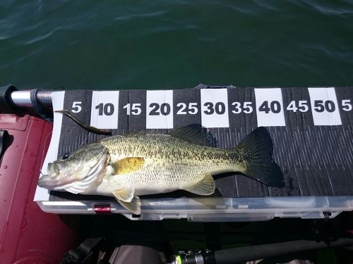 ブラックバスの釣果