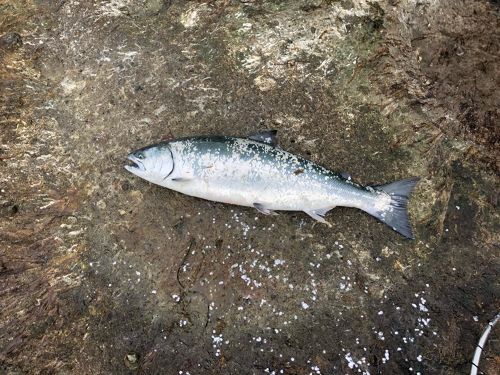 サクラマスの釣果