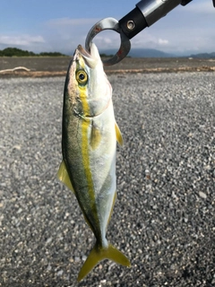 ワカシの釣果