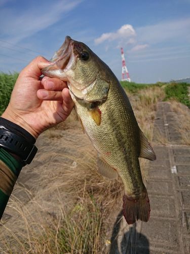 ラージマウスバスの釣果