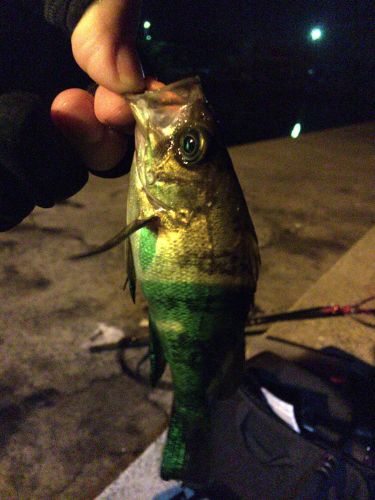 シロメバルの釣果