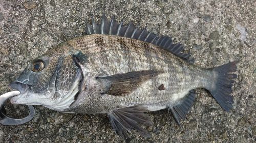 クロダイの釣果