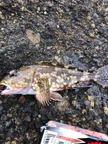 カサゴの釣果