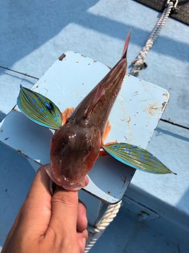 ホウボウの釣果