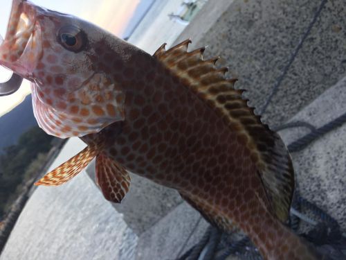 オオモンハタの釣果