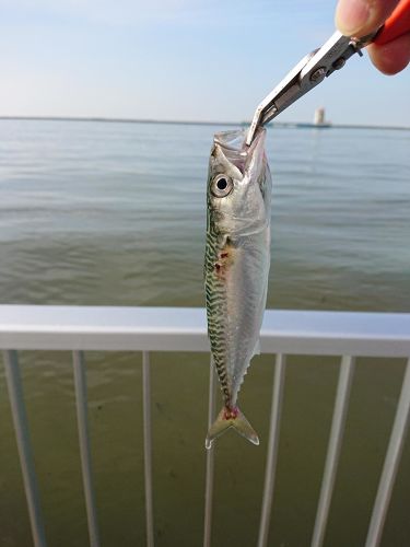 サバの釣果