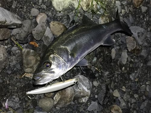 セイゴ（マルスズキ）の釣果