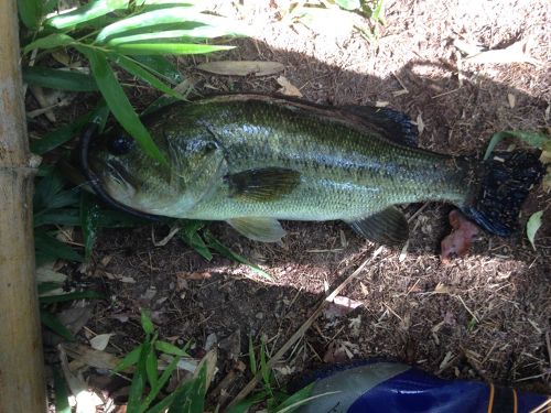 ブラックバスの釣果