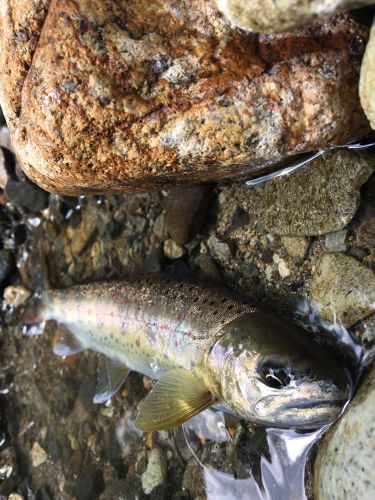 アマゴの釣果