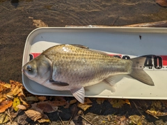 ヘラブナの釣果