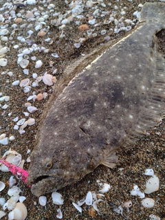 ヒラメの釣果