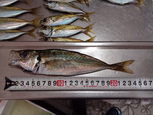 アジの釣果