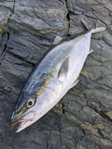 ハマチの釣果