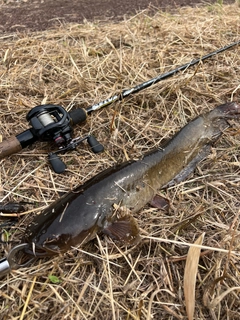 ナマズの釣果