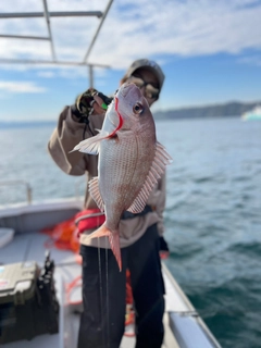 マダイの釣果