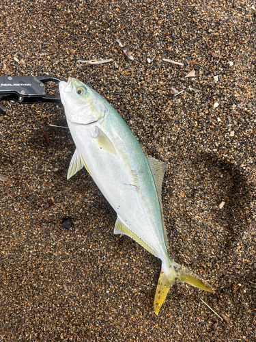 ワカシの釣果