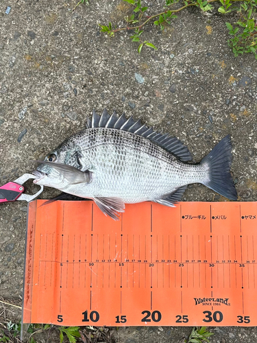 クロダイの釣果