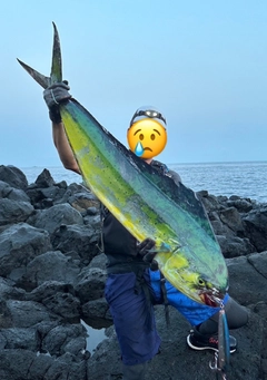 シイラの釣果