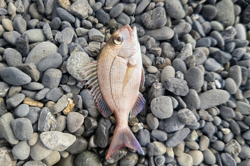 タイの釣果