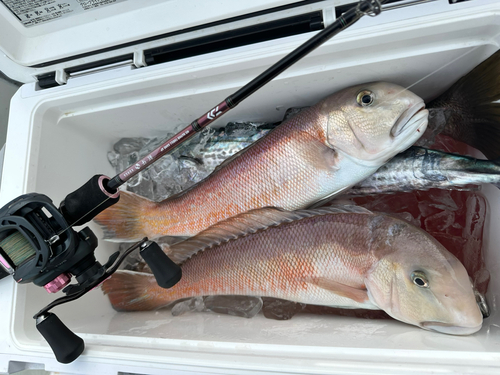 シロアマダイの釣果