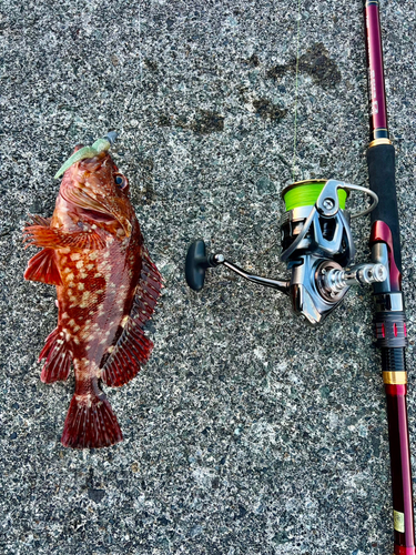 カサゴの釣果