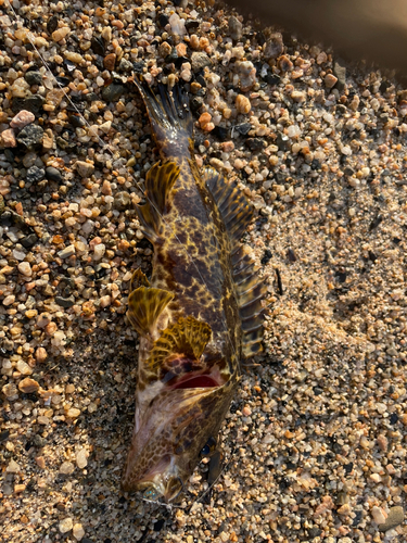 タケノコメバルの釣果