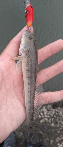 ハゼクチの釣果