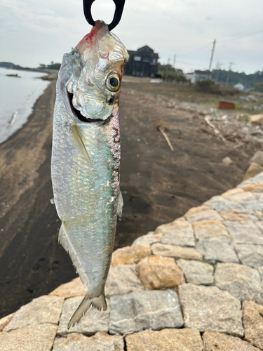 ヒラの釣果