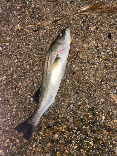 スズキの釣果