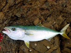 イナダの釣果