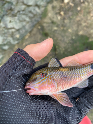 クロホシフエダイの釣果