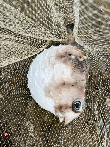 イシガキフグの釣果