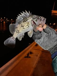 クロソイの釣果