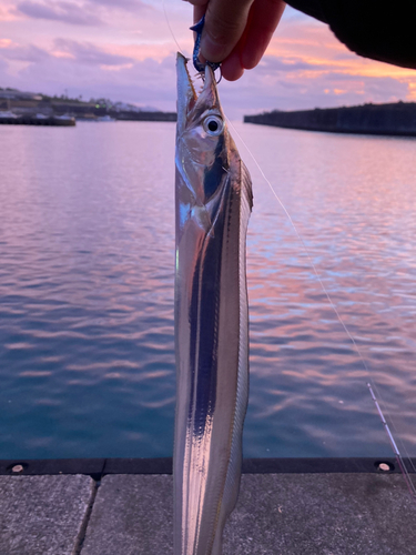 タチウオの釣果