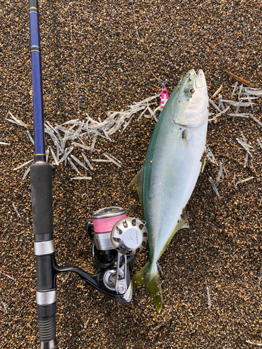 イナダの釣果