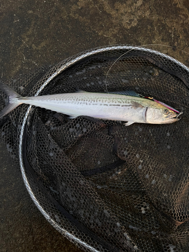 サゴシの釣果