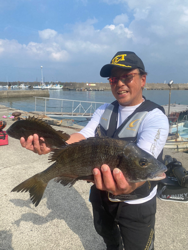 チヌの釣果