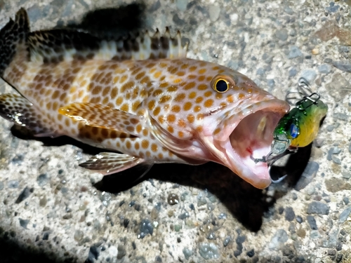 オオモンハタの釣果