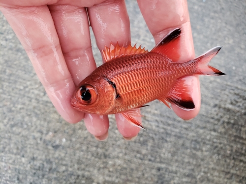 ナミマツカサの釣果