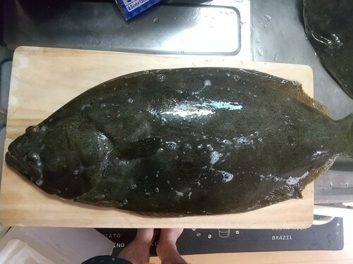 ヒラメの釣果