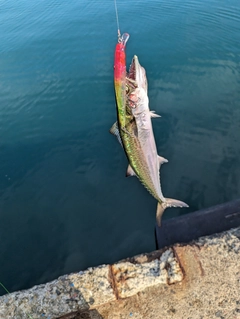 サゴシの釣果